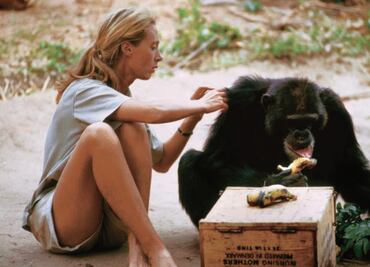 Jane expone medio siglo entre primates