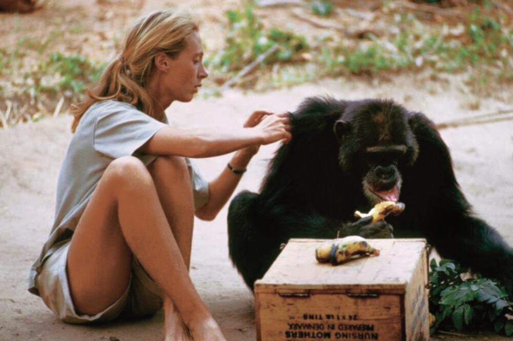 Jane Goodall ha luchado años por la preservación de los chimpancés. (NATIONAL GEOGRAPHIC)