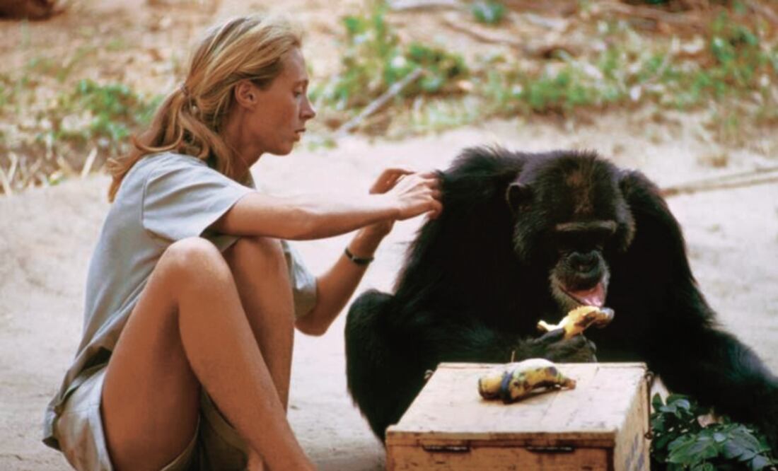 Jane Goodall ha luchado años por la preservación de los chimpancés. (NATIONAL GEOGRAPHIC)