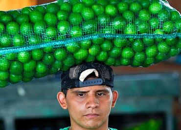 Limón en México: por qué el coste del cítrico alcanzó un “récord histórico” (y cuándo bajará de nuevo)