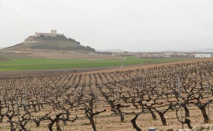 La importancia de los viñedos de Ribera del Duero