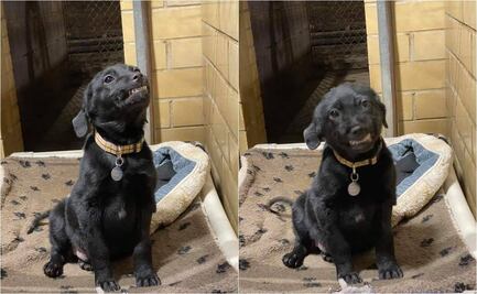 “Burreaux”, el perrito de Louisiana que sonríe para ser adoptado