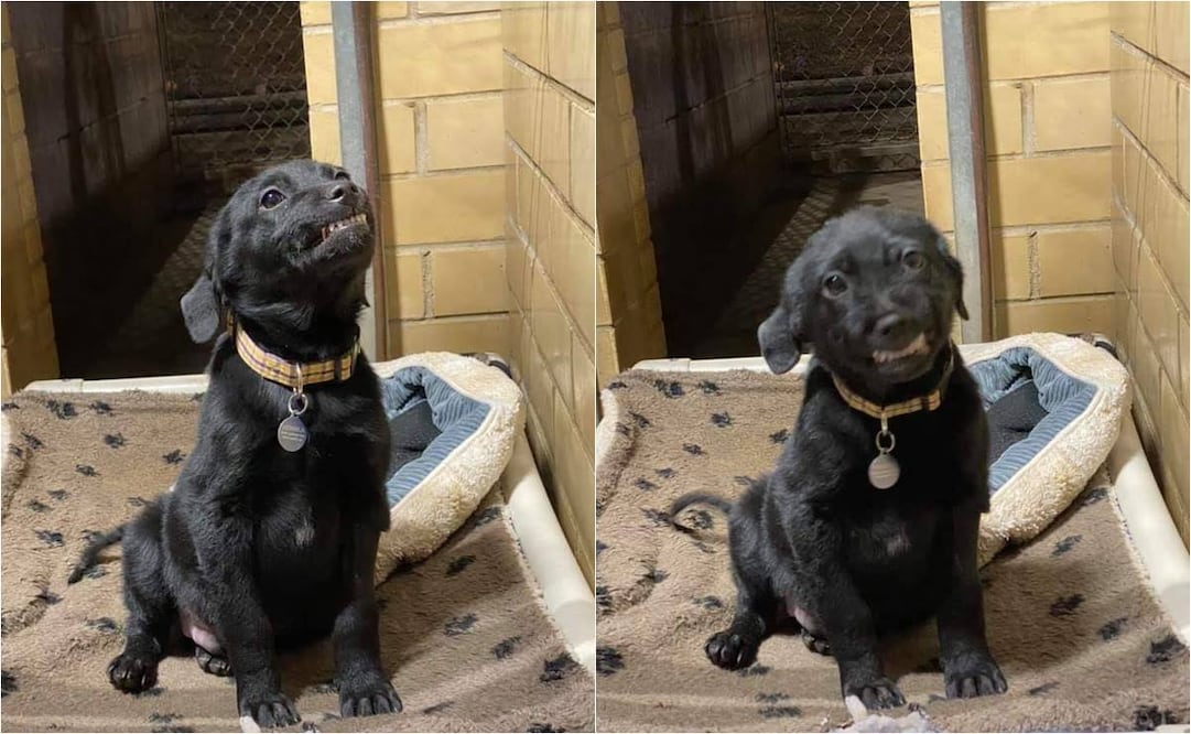 (Foto: Facebook Humane Society of Northwest Louisiana)