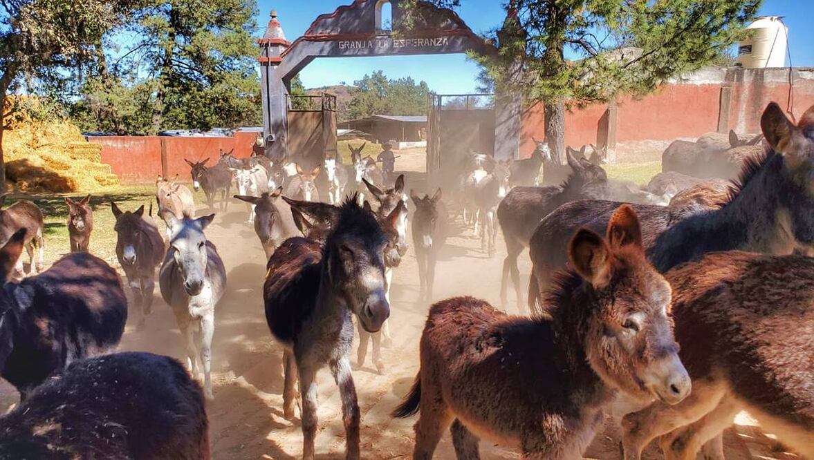 Conoce el santuario de burros en Tlaxcala. Convive con más de 200 burritos y recorre otras maravillas del estado. Foto: Grupo Colibrí