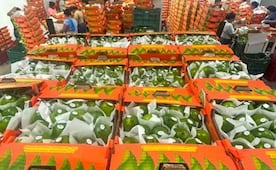 Limón de Veracruz para EU y Rusia; Agricultura destaca que productores exportan más de 40 toneladas