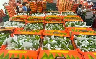 Limón de Veracruz para EU y Rusia; Agricultura destaca que productores exportan más de 40 toneladas