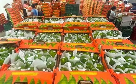 Limón de Veracruz para EU y Rusia; Agricultura destaca que productores exportan más de 40 toneladas