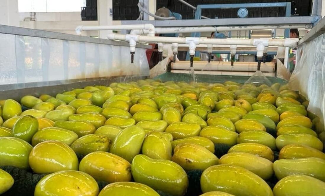 Oaxaca exporta a Estados Unidos productos agrícolas como el limón persa, mango, piña, café, plátano, sandía, ajonjolí y hortalizas. Foto: Especial