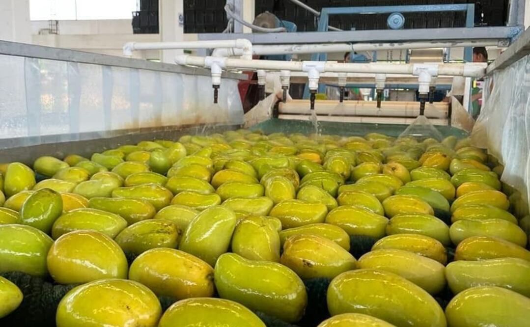 Oaxaca exporta a Estados Unidos productos agrícolas como el limón persa, mango, piña, café, plátano, sandía, ajonjolí y hortalizas. Foto: Especial