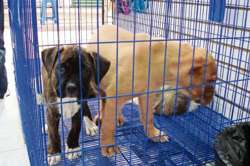 Según protectores de animales, en el bazar de Pericoapa los perros en venta viven en condiciones deplorables y expuestos a contraer varias enfermedade (ARCHIVO EL UNIVERSAL)