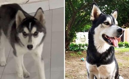 Rescatan a "Koba" y "Anubis", lomitos secuestrados en Hidalgo