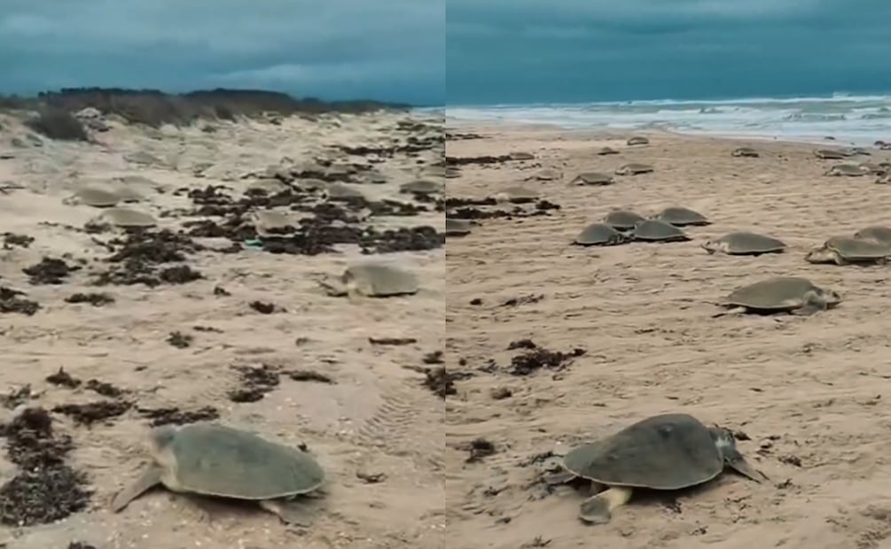 Inicia temporada de anidación de tortuga lora en playas de Tamaulipas (23/04/2026). Foto: Especial