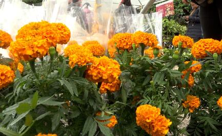 Cempasúchil, la más buscada en el último día del Festival de Flores de Otoño