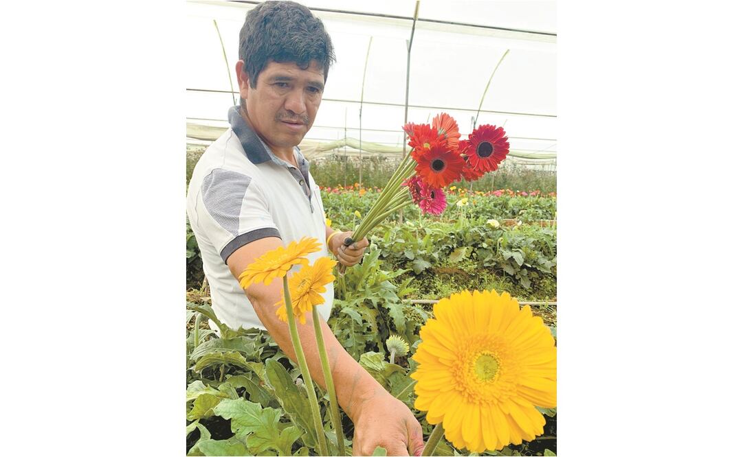 Por las bajas ventas los floricultores deben tirar hasta la mitad de sus cosechas, advierten. Foto: CLAUDIA GONZÁLEZ. EL UNIVERSAL