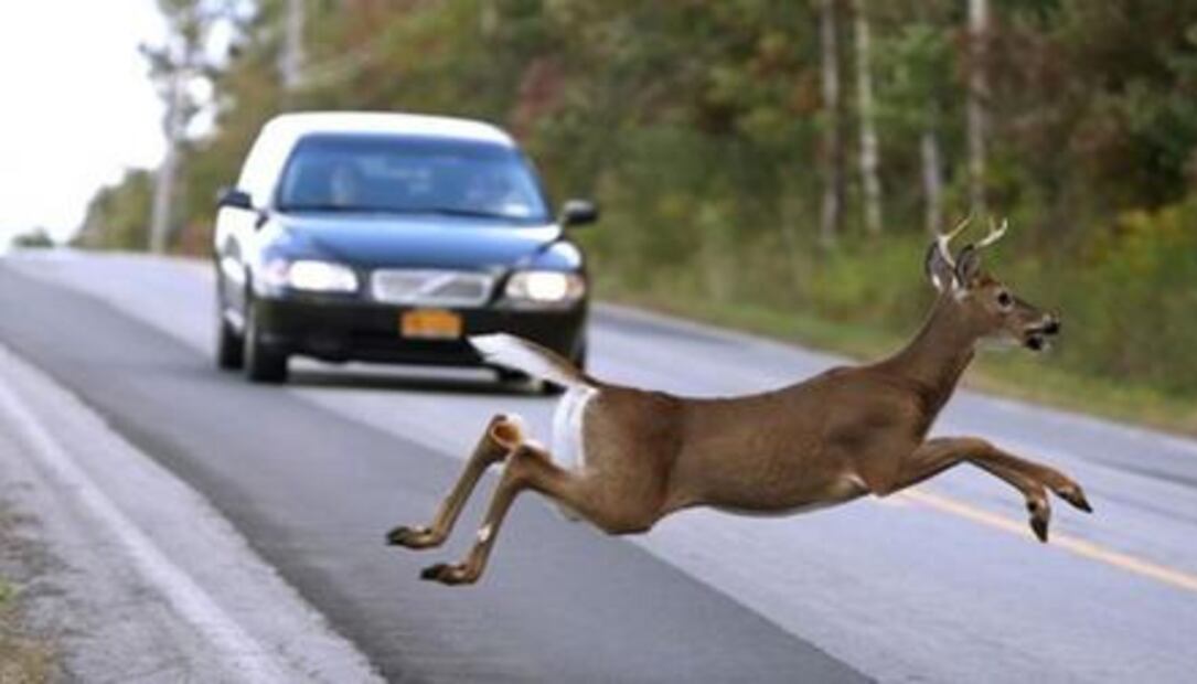 ¿Sabes qué hacer en caso de ver un animal en la carretera?