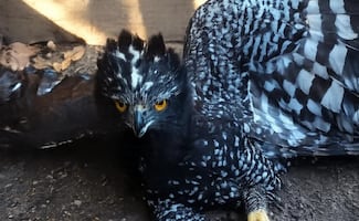 Registran avistamiento inédito en Querétaro de Águila Tirana, ave rapaz en extinción; Conanp llama a fortalecer preservación