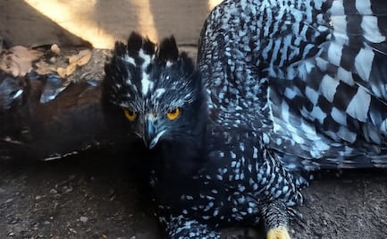 Registran avistamiento inédito en Querétaro de Águila Tirana, ave rapaz en extinción; Conanp llama a fortalecer preservación