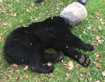 Rastrean a oso por 3 días para quitarle cubeta de la cabeza en Maryland
