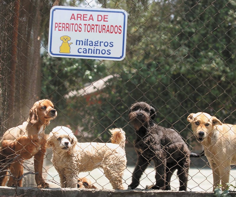 En varias partes de México ha crecido el robo de perros con el fin de usarlos para peleas o pedir rescate. Foto: ARCHIVO EL UNIVERSAL