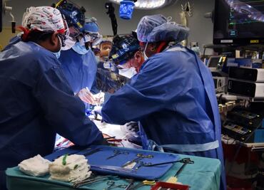 Trasplantar órganos animales mitiga la escasa donación humana: experto