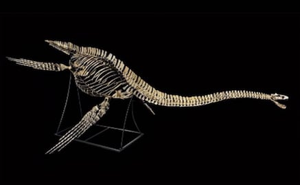 París: Denuncian venta de un esqueleto de dinosaurio