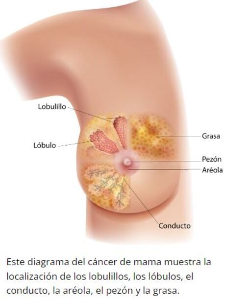 No bra day: cuál es el origen de este día