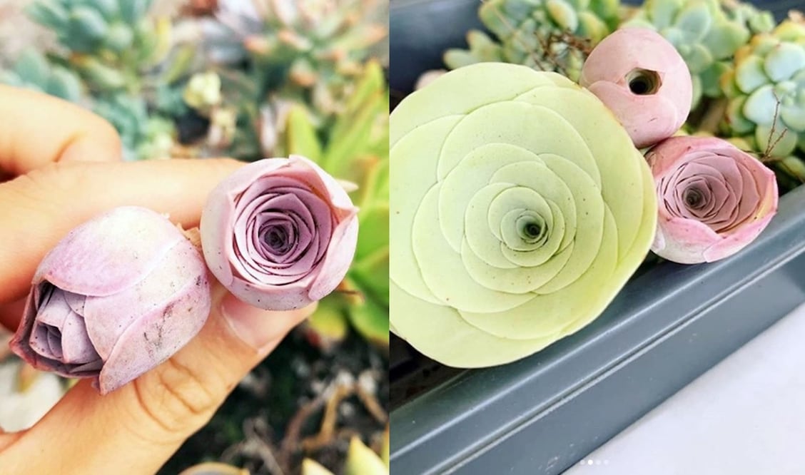 Estas suculentas son lo más hermoso que verás hoy / Foto: Instagram: @sad.ogoroddacha y @kellogggarden 