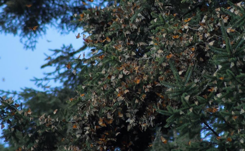 Migración de las mariposas monarca (22/11/2025). Foto: Fernanda Zamora / EL UNIVERSAL