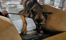 Perrito "Rini" detecta 1.3 toneladas de metanfetamina en aduana de Tijuana; identifica 10 kilos de fentanilo