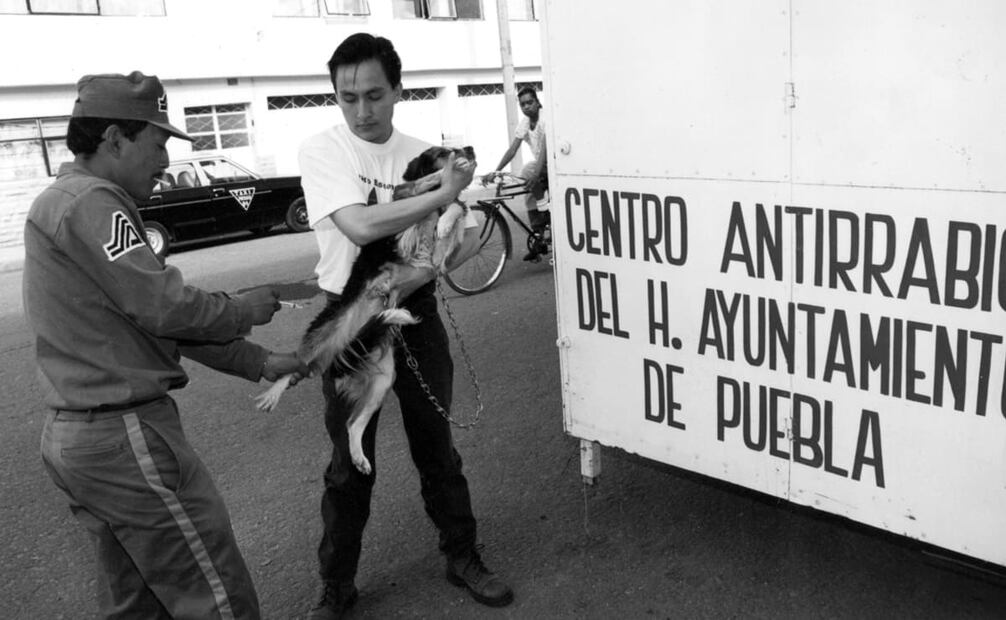 Vacunación de un perro en Puebla en la década de los noventa. A través de las páginas de EL UNIVERSAL se visualizó la acción colectiva contra los casos de rabia; hubo avisos de emergencia para localizar posibles infectados y anuncios para inmunizar mascotas, todo para evitar la propagación del patógeno. Foto: Archivo EL UNIVERSAL.