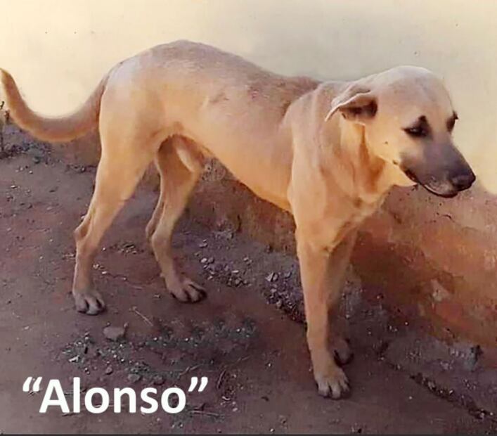 Vinculan a proceso a sujeto por herir de gravedad a “Alonso”, un perrito en Sonora