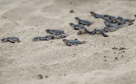 58 endangered baby turtles released to sea in Oaxaca