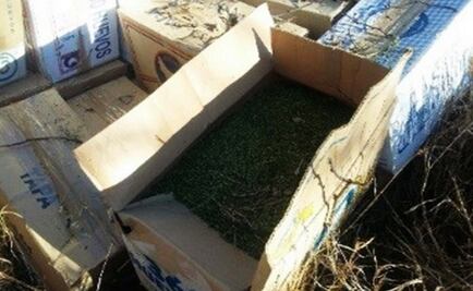 PGR decomisa 110 kilos de marihuana en Durango