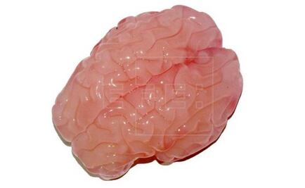 Crean réplica del cerebro con sus pliegues y cavidades