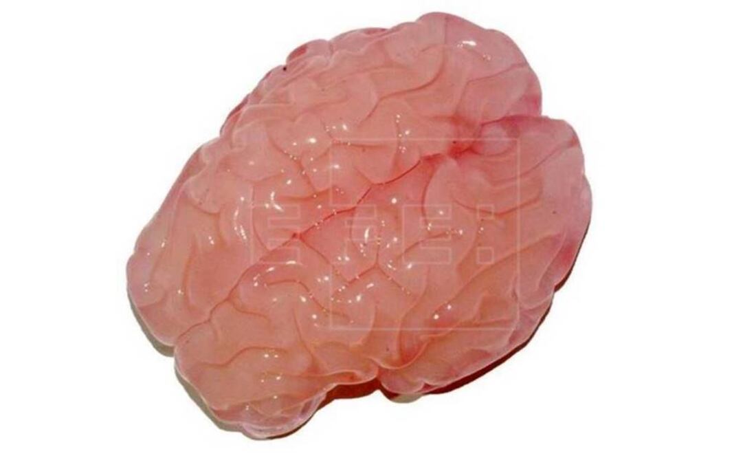 La recreación fue elaborada con un gel elastómero rosa pálido, basándose en imágenes de cerebros de fetos humanos. (FOTO: EFE)