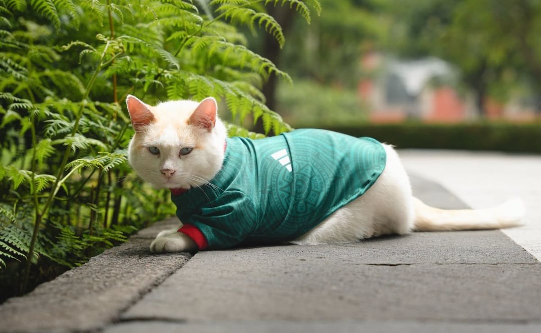 "Coco", el gatito de Palacio Nacional que se pone la verde para apoyar a México en el Mundial. Foto: Especial