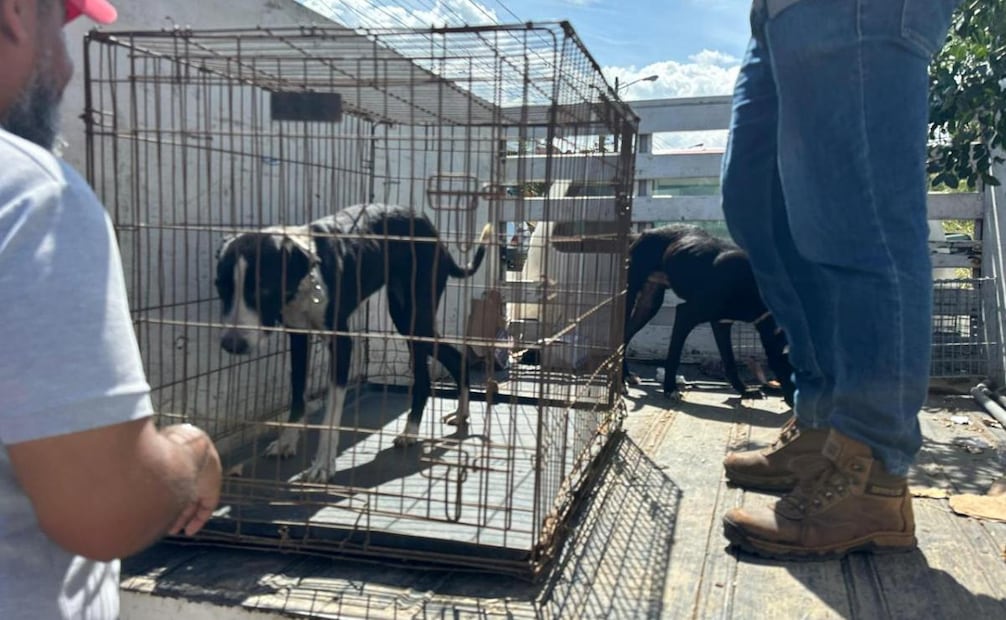 Rescatan a “Luna” y “Rocky” perritos mestizos en Veracruz; presentan desnutrición y anemia severa.
Foto: Especial.