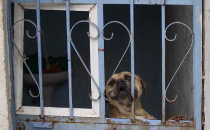¡Es una crueldad, se matan entre sí! Reportan a perros abandonados en domicilio de la Cuauhtémoc