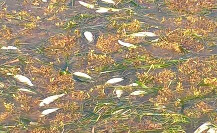 Especialistas investigarán mortandad de peces en QRoo