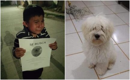 Niño llora buscando a su perro en calles de San Luis Potosí