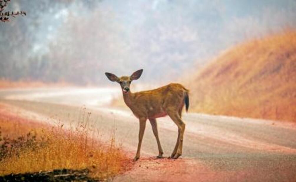 ​Incendio “Carr” en California deja cinco muertos y 38 mil evacuados