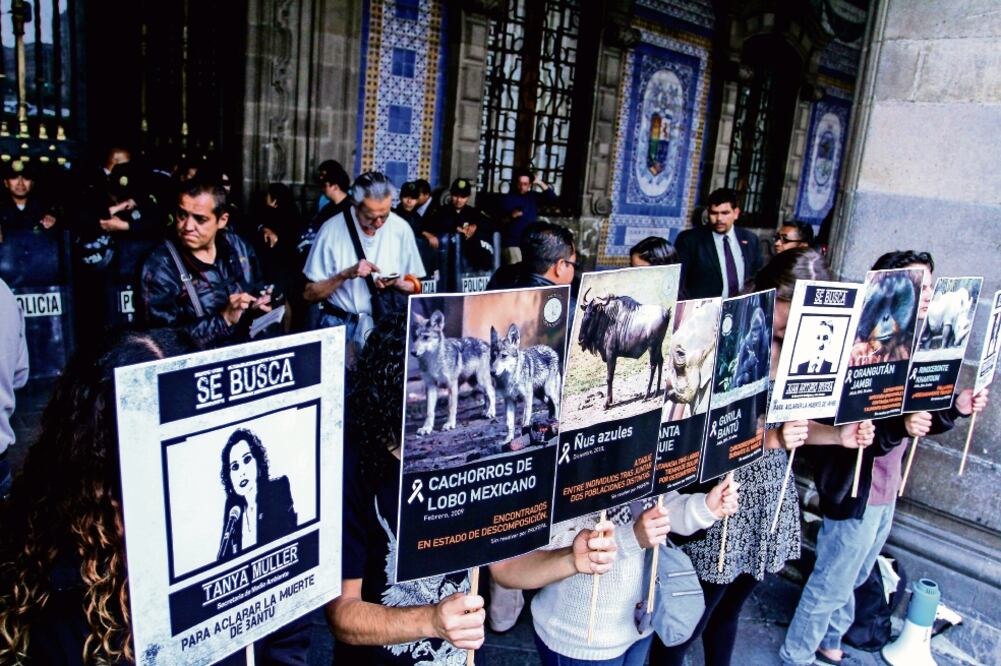 Un grupo de activistas se manifestaron ayer a afuera del Antiguo Palacio del Ayuntamiento para exigir a las autoridades concretar el acuerdo Zoo21 (ADOLFO VLADIMIR. CUARTOSCURO)