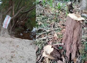 Clausuran zona en Sisal por destrucción de manglares; señalan a presuntos responsables y exigen sanciones