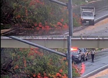 Persisten intensas lluvias en Mérida; vientos fuertes derriban árboles y postes de luz