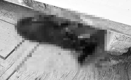 Investiga Fiscalía de Michoacán posible crueldad animal en Santa Ana Maya