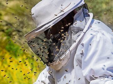 La incansable lucha por el cuidado de las abejas