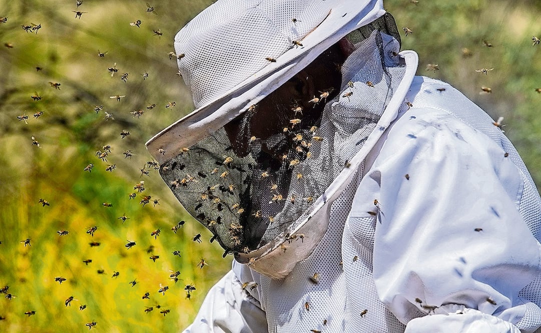 Decenas de abejas revolotean alrededor del apicultor Enrique Jurado mientras extrae los marcos con miel de las colmenas en su apiario.  Foto: Gabriel Pano EL UNIVERSAL

Fotos: Gabriel Pano/ El Universal
