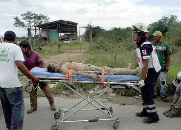 Pepenador protege a niña de ataque de abejas