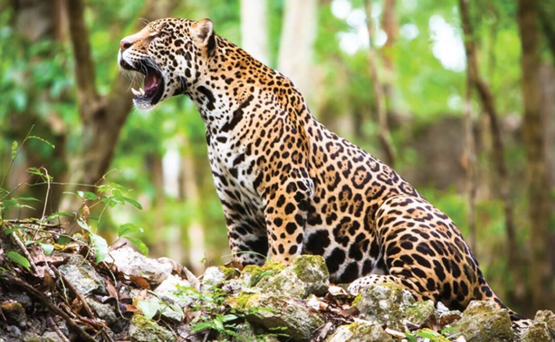 La Hora del Planeta culminará el próximo sábado 19 de marzo de 19:30 a 20:30 GMT. Foto: Archivo