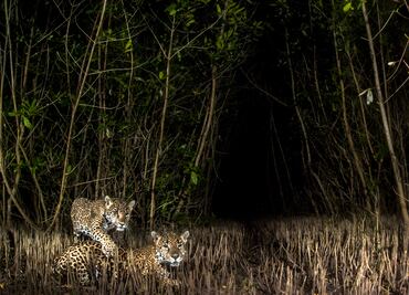 Jaguares vs camarones